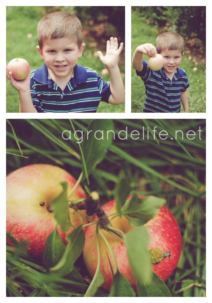 picking apples at highland orchards