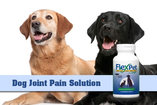 dog-joint-pain-solution