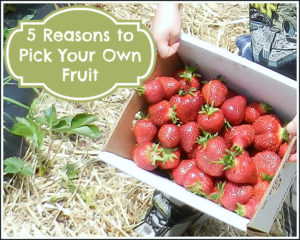 5 Reasons to Pick Your Own Fruit with Your Kids